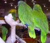 Baby+macaws+for+sale