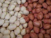 Peanut Runner Group | RM. Peanut Runner Group | RM.