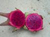 Dragon+fruit+plants+for+sale