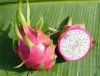 Dragon+fruit+plantation+in+sri+lanka