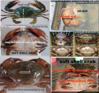 myanmar crab shell soft yangon seafood