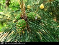 Chinese Red Pine