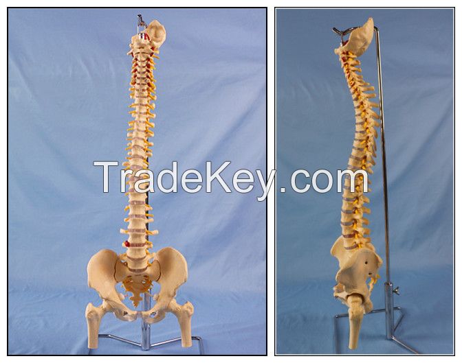 Life Size Human Spine Vertebral Column Pelvis With Femur Heads Model By