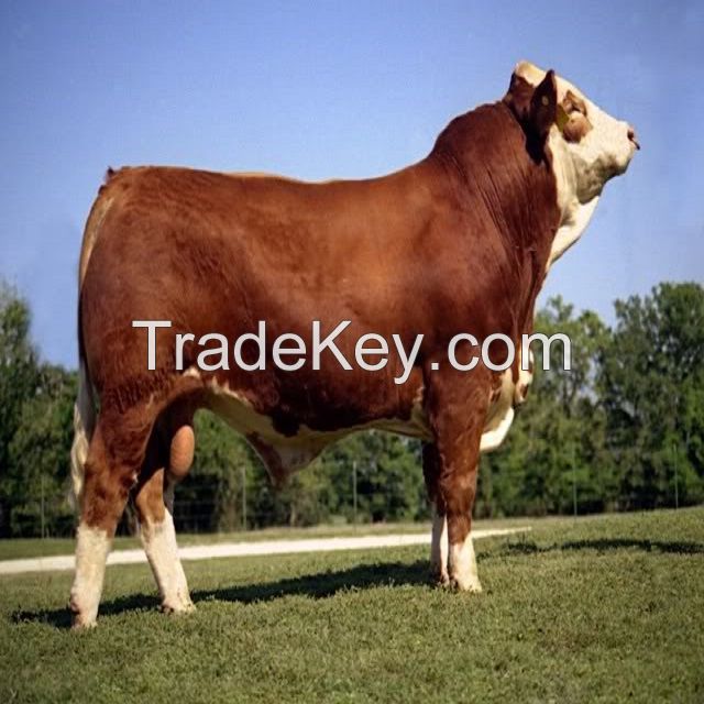 Pregnant Holstein Heifers Simmental Dairy Cattle Angus Bulls Diary