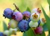 Blueberry Juice Powder Blueberry Juice Powder
