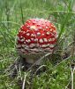 African Mushrooms