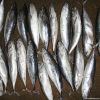 Frozen Bonito Fish Frozen Bonito Fish