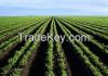 agricultural seeds agricultural seeds