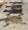 DONKEY HIDE WET SALTED DONKY HIDE DONKEY HIDE WET SALTED...