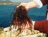 chicorea de mar seaweeds Dried chicorea de mar seawee...