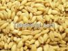 peal barley peal barley