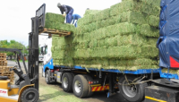alfalfa hay