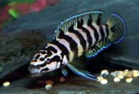 Lake+tanganyika+cichlids+for+sale