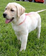 Labrador puppies qld sale