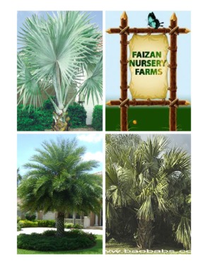 Faizan Nursery Farms