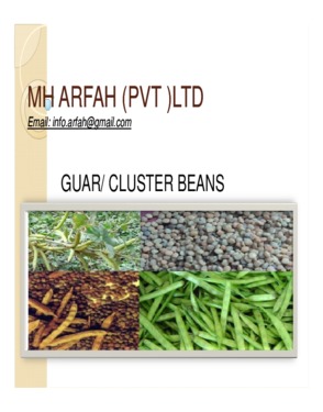 Cluster Bean/ Guar