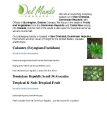 Culantro (Eryngium Foetidum)