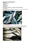 Frozen White-bellied mackerel W/R  30/35 10KG