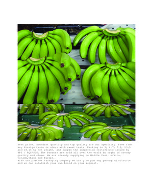 SUPER ECUADOR GREEN CAVENDISH BANANA