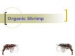 Organic Shrimp