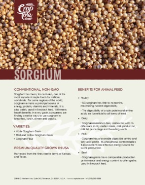 Sorghum