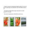 Beijing MantianSeeds Co., Ltd.