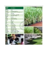 Artificial Grass for Landscaping or aritfilcial turf for Residents