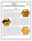 Natural Bee Honey