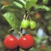 ОРГАНИЧЕСКАЯ ВЫДЕРЖКА ПОРОШКА ACEROLA