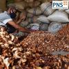 Forastero Roasted Cacao Beans Premium Processing Type Product