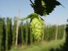 high quality herbal beer hop for beer brewing