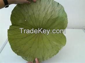 IMMUNE SUPPORTING DRIED LOTUS LEAF PURE PLANT BASED DETOX HERBAL INGREDIENT