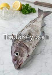 Top Grade Fresh Haddok Fish / Fish Fillet For Sale