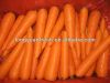 морковь фарфора свежая сладостная