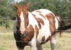 all colors of HORSE hair