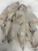 Good Price frozen giant squid/ loligo squid_frozen giant squid roe white squid whole loligo high quality 