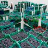 New Season High Quality Fresh Product IQF Frozen Blueberries Price