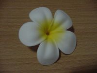 Цветок Plumeria плавая