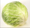 farm fresh green round cabbage for sale