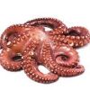 Quality Frozen Octopus For Sale
