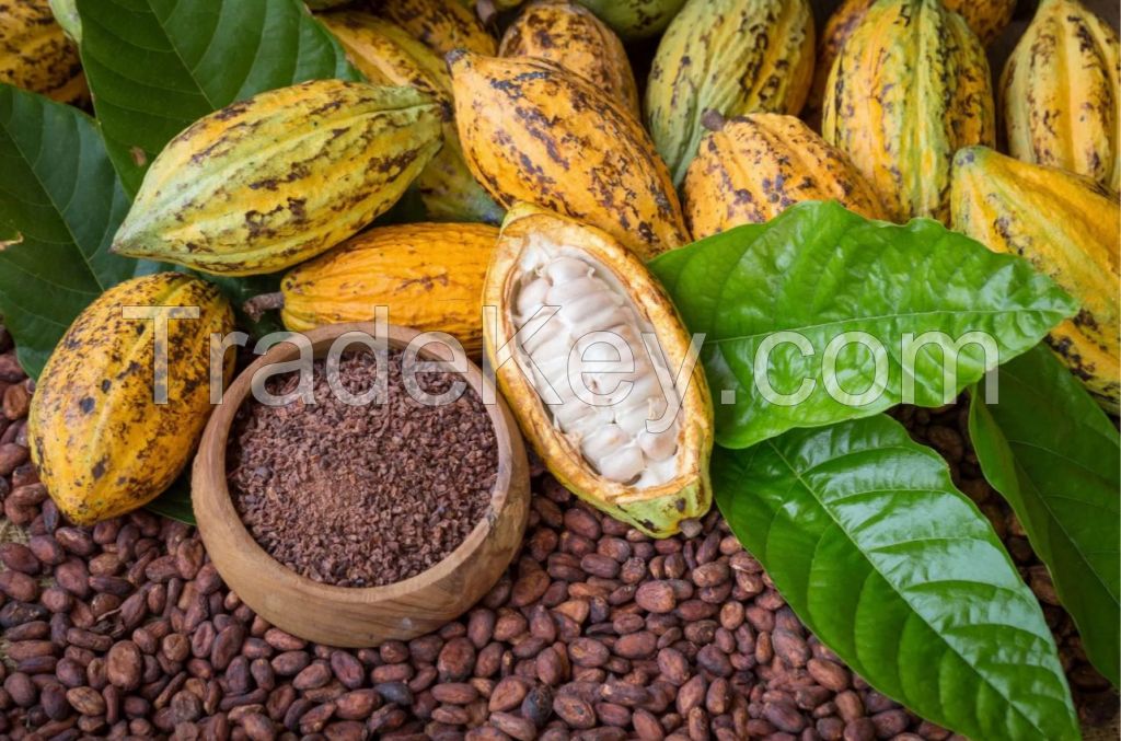 Cocoa Seeds