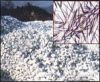 wollastonite надувательства