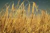 Пшеница ASTON наградного качества филируя