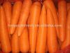 свежая морковь для сбывания