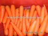 свежая органическая морковь