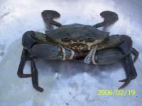 ГРЯЗЬ В РЕАЛЬНОМ МАШТАБЕ ВРЕМЕНИ Crabs (scylla Spp)