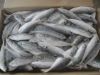 Best quality Excellent Price For High Quality Frozen Mackerel Fish