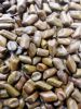 Cassia Tora Seeds