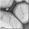 Dispersible Single layer Graphene