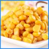 Golden Kernel Sweet Corn Vegetable Super Sweet Super Huge Sweet Corn